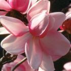 Magnolia campbellii Campbell Magnolia graines