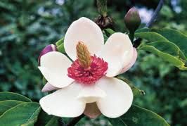 Magnolia cathcartii syn: Michelia cathcartii seeds