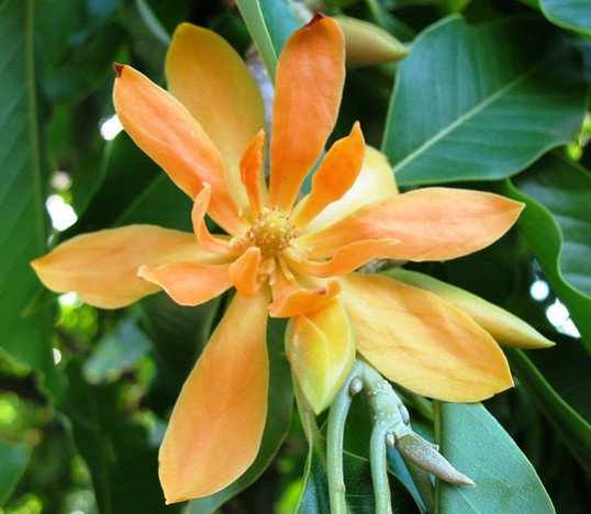 Magnolia champaca Champaca - champak - Joy Perfume Tree seeds