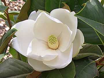 Magnolia grandiflora southern Magnolia seeds