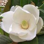 Magnolia grandiflora ﻿Магнолия крупноцветковая  cемян