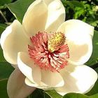 Magnolia pterocarpa  semillas