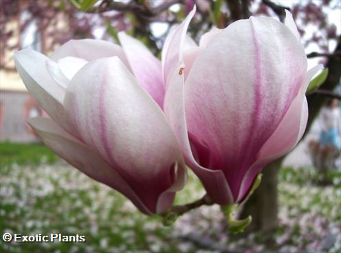 Magnolia soulangiana saucer Magnolia - tulip tree seeds