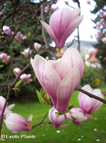 Magnolia soulangiana saucer Magnolia - tulip tree seeds