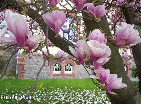 Magnolia soulangiana saucer Magnolia - tulip tree seeds