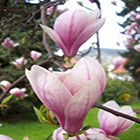 Magnolia soulangiana Tulpen-Magnolie Samen