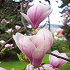 Magnolia soulangiana