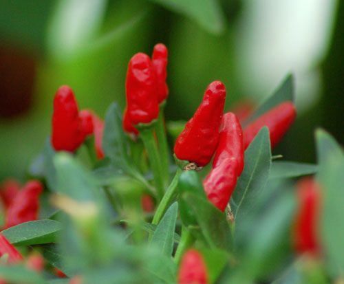 Malaga Bird Chili hot pepper seeds