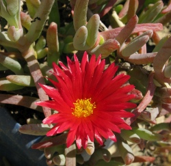 Malephora crocea var purpureocrocea planta suculenta semillas