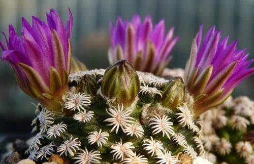 Mammillaria hernandezii syn: Bartschella hernandezii seeds