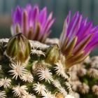 Mammillaria hernandezii syn: Bartschella hernandezii Samen