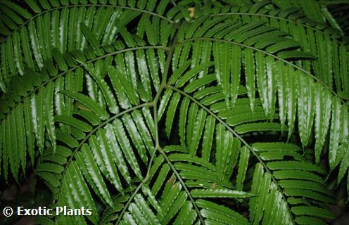 Marattia fraxinea king fern seeds