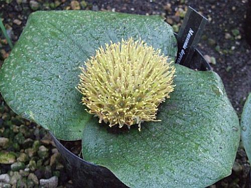 Massonia depressa Hedgehog Lily seeds