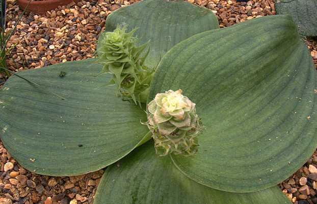 Massonia depressa striped leaves Hedgehog Lily seeds