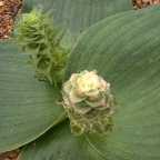 Massonia depressa striped leaves