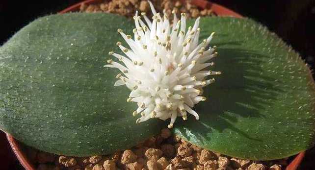 Massonia echinata Massonia seeds