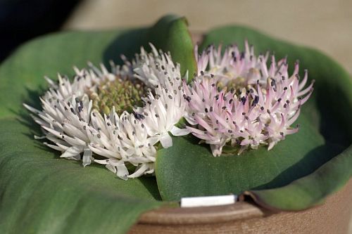 Massonia jasminiflora Massonia seeds