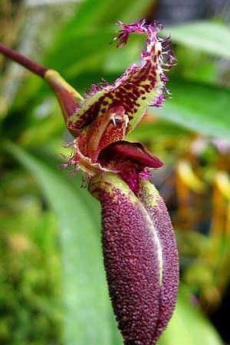 Mastigion putidum orchids seeds