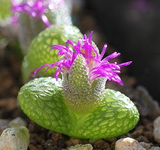 Maughaniella luckhoffii syn: Diplosoma luckhoffii seeds