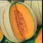 Melon Cantaloupe Retato Degli Ortolani