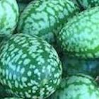 Melothria scabra Mexikanische Minigurke - Cucamelon Samen