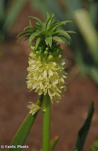 Merwilla plumbea Wild squill seeds