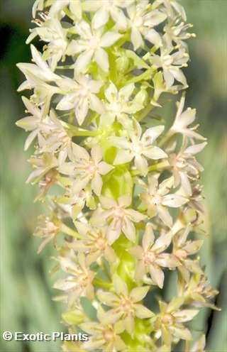 Merwilla plumbea Wild squill seeds