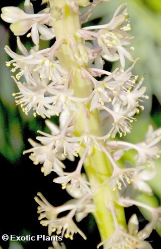 Merwilla plumbea Wild squill seeds