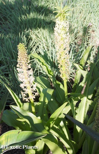 Merwilla plumbea Wild squill seeds