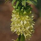 Merwilla plumbea sinonimo: Scilla natalensis semi