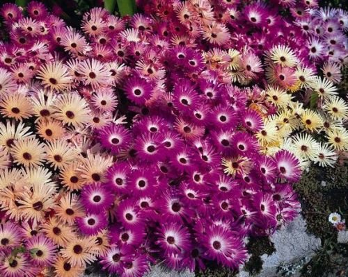 Mesembryanthemum Magic Carpet Livingstone Daisy seeds