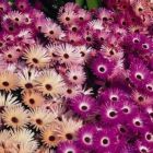 Mesembryanthemum Magic Carpet Mesemb Samen