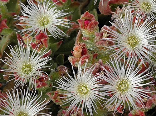 Mesembryanthemum crystallinum ice plant seeds