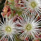 Mesembryanthemum crystallinum Erba cristallina semi