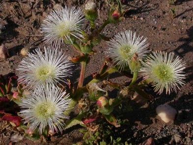 Mesembryanthemum guerichianum Ice plant - Lizard plant seeds