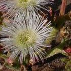 Mesembryanthemum guerichianum  semi