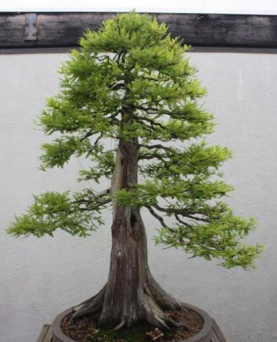 Metasequoia glyptostroboides Dawn Redwood - Bonsai seeds