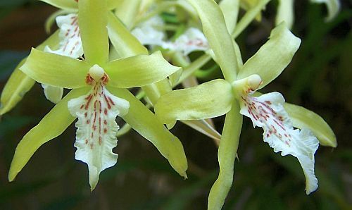 Miltonia flavescens orchids seeds