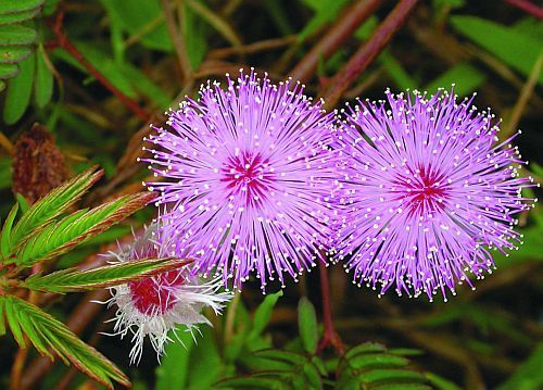Mimosa pudica sensitive plant seeds