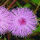 Mimosa pudica Sinnpflanze - R?hr-mich-nicht-an Samen