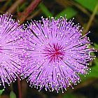 Mimosa pudica planta sensibles semillas