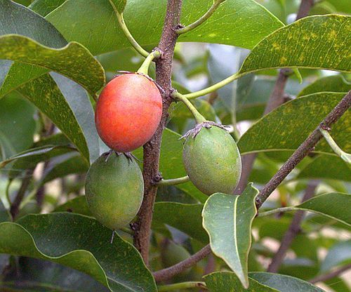 Mimusops elengi Kabiki - indian fruit tree seeds