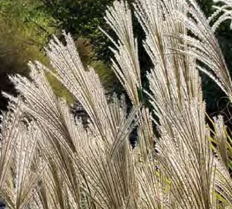 Miscanthus capensis Daba dropseed grass seeds