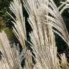 Miscanthus capensis Miscanthus graines