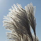 Miscanthus sinensis Early Hybrids  semillas