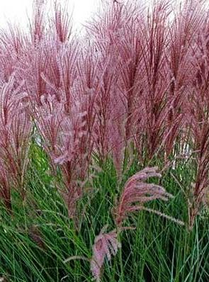 Miscanthus sinensis New Hybrids Maiden Grass - Eulalia Grass seeds