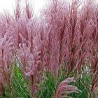 Miscanthus sinensis New Hybrids  semi