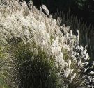 Miscanthus sinensis  semillas