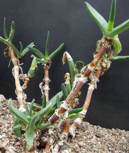 Mitrophyllum clivorum Succulent seeds