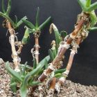 Mitrophyllum clivorum Sukkulente Samen
